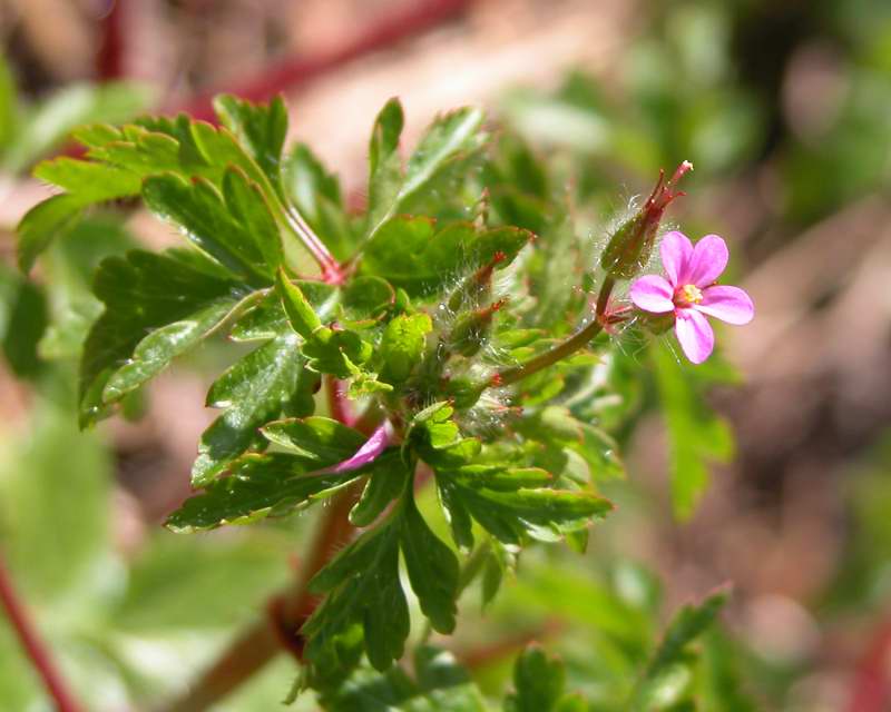 Geranium robertianum